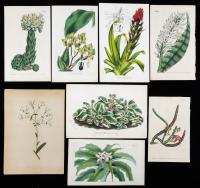 Multiple Artists, 19th Century. Eleven (11) Horticultural Engravings.