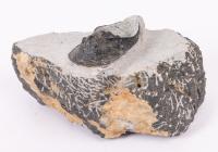 Trilobite 2 Inch Harpes Starship Shaped Bug