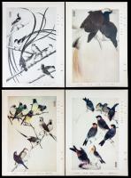 Early 20th Century Japanese Origingal Bird Prints. "Exquisite Birds of the World"