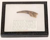 3 Inch Ornithomimus Dinosaur Foot Claw