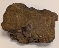 Mummified Dinosaur Skin