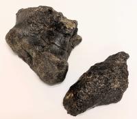 Rare Jurassic Sauropod Foot Claw and Metatarsal