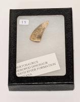 Albertosaurus Dinosaur Tooth