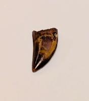 Carcharodontosaurus Theropod Dinosaur Tooth