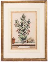 Abraham Munting. Folio 250 Tinted Engraving ca. 1696