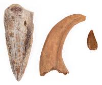 Deltadromius Agilis: Middle Hand Claw, Foot Claw and Serrated Tooth