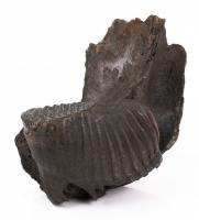 Outstanding Fossilized Wooly Mammoth Tooth Still Attached to Mandible Dating 150,000 to 20,000 Years Ago