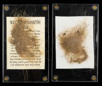 Mammuthus Primigenius: Two Large Tufts of Wooly Mammoth Hair from Taimyr, Siberia, Russia