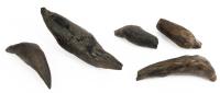 Five Fossilized Whale Teeth, Scaldicetus, a Genus of the Prehistoric Sperm Whale During the Miocene Epoch