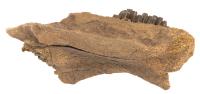 Duckbill Dinosaur Partial Mandible with 16 Teeth