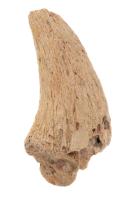 Theropod Dinosaur Claw from Hell Creek Formation