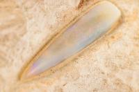Opalized 120 Million Year Old Coober Pedy Fossil Belemnite. Outstanding Display Piece