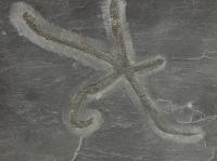 400 Million Year Old Pyritized Urasterella Starfish