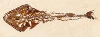 Large Premium Quality Viper Fish From Lebanon Outstanding Preserved Bone Structure