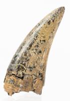 T-REX PRE-MAXILARY 1.8 INCH TOOTH