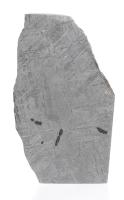 Meteorite Etched Gibeon