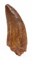 Carcharodontosaurus Dinosaur Tooth
