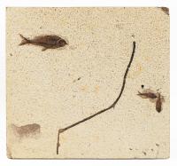 Three Fish and a Branch from Green River, Wyoming