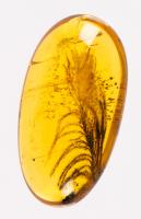 Dinosaur Feather in 100 Million Year Old Amber, Rare