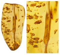 Termites and a Twig in Columbian Copal (Tree Resin)