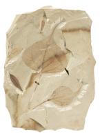 Two Complete Populous Leaves from Green River Formation