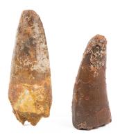Two Spinosaurus Teeth, Kem Kem Valley, Taouz Morocco