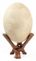 Aepyornis Maximus: Extinct Elephant Bird of Madagascar Egg, Originated during the Pleistocene