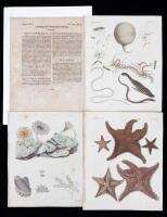 Friedrich Justin Bertuch. "Bilderbuch f&Atilde;&frac14; Kinder" (Children's Picture Book: Natural History)