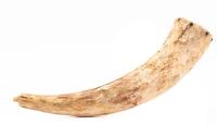 19th Century Buffalo Hunter's Powder Horn with Carved Plug Found Near Niobrara River South of Gordon, Nebraska in the 19
