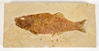 Large 7 &Acirc;&frac12; Inch Long Mioplosus Green River Fish