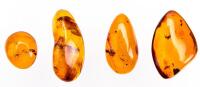 Collection of Four Spiders in Dominican Amber