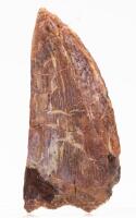 Large Carcharodontosaurus Theropod Dinosaur Tooth