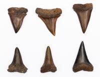 6 Fossilized Mako Shark's Teeth