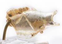 Roman Glass Fish Fragment, 1st Century B.C. to 1st Century A.D