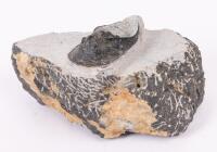 Trilobite 2 Inch Harpes Starship Shaped Bug