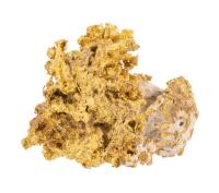 Massive 217.1 grams (7 ounce) Crystallized California Gold Nugget