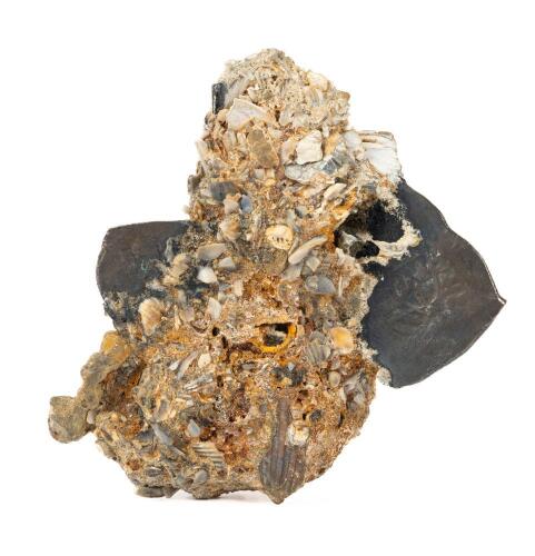 Unique Seabed Encrustation Having Two Spanish Colonial-Era Silver Cobs