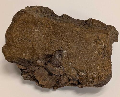 Mummified Dinosaur Skin
