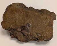 Mummified Dinosaur Skin