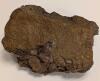 Mummified Dinosaur Skin