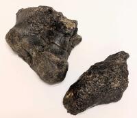 Rare Jurassic Sauropod Foot Claw and Metatarsal
