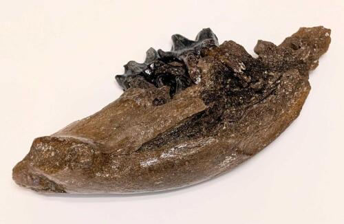 Wooly Rhino jaw with Two Complete Molars