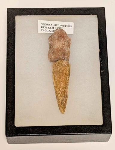 Spinosaurus Foot Claw and Toe Bone