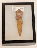Spinosaurus Foot Claw and Toe Bone