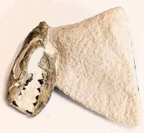 Earliest 32 Million Year Old Dog Skull