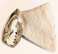 Earliest 32 Million Year Old Dog Skull