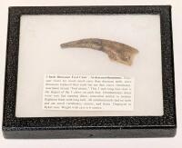 3 Inch Ornithomimus Dinosaur Foot Claw