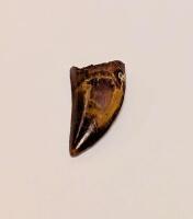 Carcharodontosaurus Theropod Dinosaur Tooth