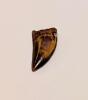 Carcharodontosaurus Theropod Dinosaur Tooth