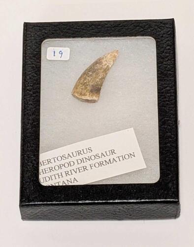 Albertosaurus Dinosaur Tooth